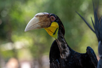 Close up of a male Rhyticeros undulatus bird, The wreathed hornbill is perching on a tree in Borneo forest