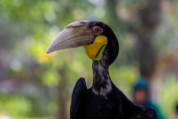 Close up of a male Rhyticeros undulatus bird, The wreathed hornbill is perching on a tree in Borneo forest