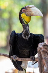 Close up of a male Rhyticeros undulatus bird, The wreathed hornbill is perching on a tree in Borneo forest