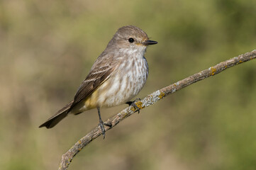 Vermilion Flycatcher female, perched, La Pampa, Argentina