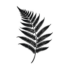 Hand Drawn Sketch Fern Leaf Illustration
