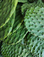 Fototapeta premium Nopales vegetables