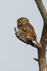 Ferruginous Pygmy owl, Glaucidium brasilianum, Calden forest, La Pampa Province, Patagonia, Argentina.