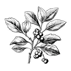 Hand Drawn Sketch Holly Leaf Illustration
