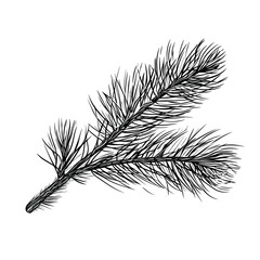 Hand Drawn Sketch Pine Needle Illustration
