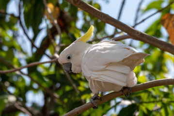 Close up of The sulphur crested cockatoo, Cacatua galerita perchiing on branch