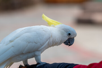 Close up of The sulphur crested cockatoo, Cacatua galerita