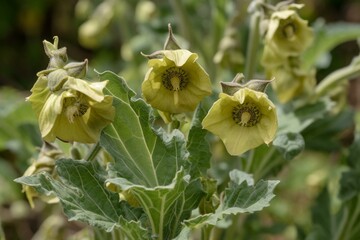 An image showing a toxic plant commonly known as henbane. Generative AI