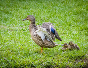 Mother Mallard Duck and ducklings at a pond in Rome Georgia.