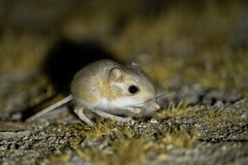 Merriam's kangaroo rat foraging at night
