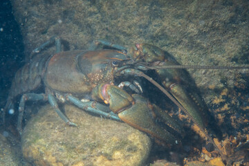 Crawfish in a clear creek