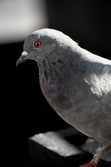 Close up of a Grey Bird