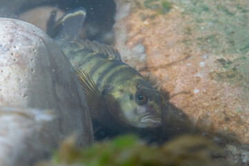 Bluebreast darter at bottom of river