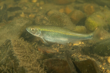 Striped shiner in a river