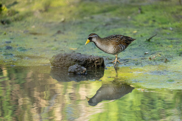 Sora foraging in a marsh