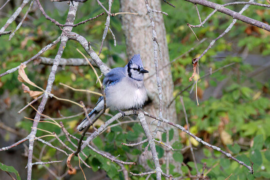 Blue Jay, Cyanocitta cristata , with the bird feed on the state forest trail in Wisconsin.