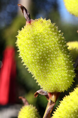 Canna lily seed pod in garden. Green spiky seed pod Lucifer Canna Lily plant in autumn, soon ready to be harvested. Known as Indian shot or Canna indica. Selective focus with defocused foliage.