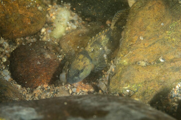 Carolina fantail darter in a river