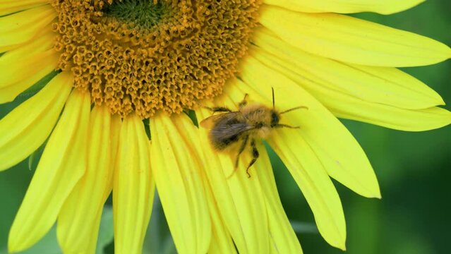 Bee and sunflower plant harvesting nectar collecting yellow polen food production slow motion 8