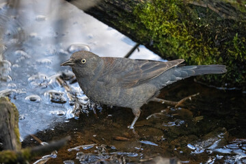 Rusty blackbird wading in a swampy forest