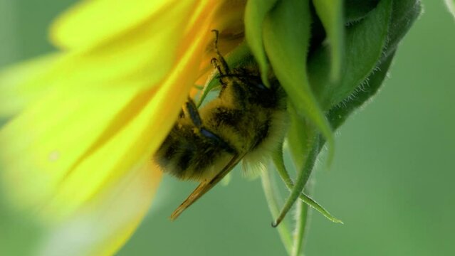 Bee hiding behind sunflower plant harvesting nectar collecting yellow polen food production slow motion 2