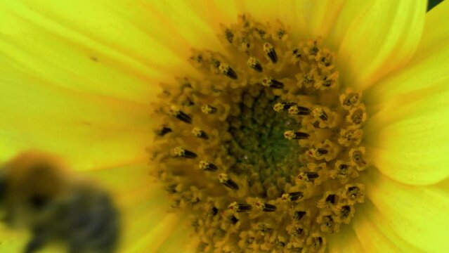 Bee and sunflower plant harvesting nectar collecting yellow polen food production slow motion 11