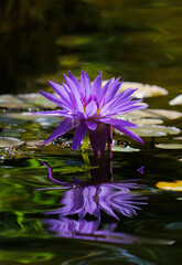 flower purple water lily nymphea blooms on a pond in a botanical garden