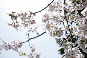 Fototapeta premium 美しい桜の花の背景素材