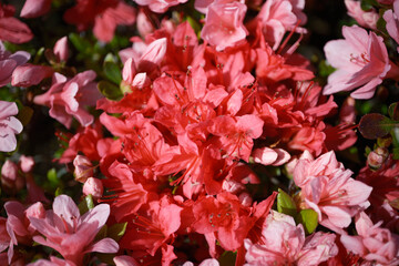 真っ赤なツツジの花びら