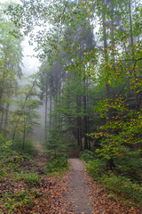 Sun rays in a fog in a misty morning green forest. Osnabruck, germany