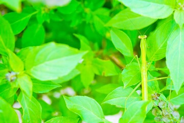 Fototapeta na wymiar 屋外のホーリーバジルの葉の上で茎に擬態する緑色のカマキリ