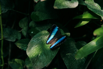 Blue Morpho, big blue butterfly sitting on green leaves, beautiful insect in the nature habitat.