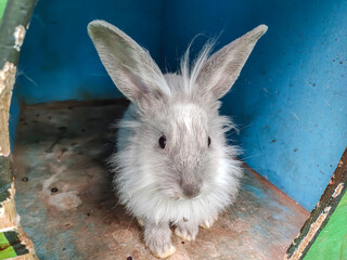In the rabbit house there is a cute rabbit