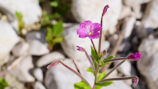 pink flower of Epilobium hirsutum a flowering plant in the family Onagraceae,amid stones of the Mollarino riverside in Villa Latina on a sunny October day,amid the Italian Apennine Mountains of Lazio