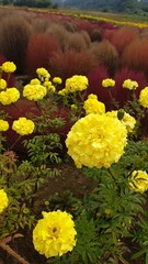 Beautiful yellow flowers are blooming in field of Kochia
