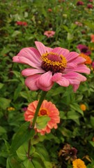 pink flowers in the garden