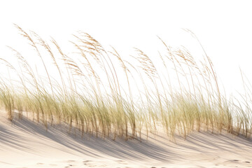 Paspalum Grass Adorning Coastal Dunes on isolated background - obrazy, fototapety, plakaty