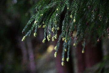 Japanese cedar ( Cryptomeria japonica ) fruits. Cupressaceae evergreen conifer.The fruiting season...