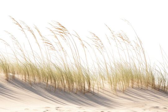 Paspalum Grass Adorning Coastal Dunes on isolated background