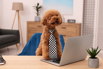Cute Maltipoo dog wearing checkered tie at desk with laptop and green houseplant in room. Lovely pet - obrazy, fototapety, plakaty