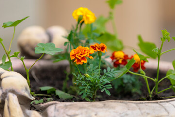 Flowers in a flower bed Marigolds. Greening the urban environment. Background with selective focus