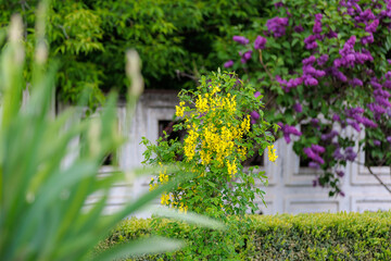 Flowers on the tree Bobovnik or golden rain. Greening the urban environment. Background with selective focus