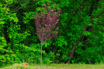 Pissardi plums. Background with selective focus and copy space