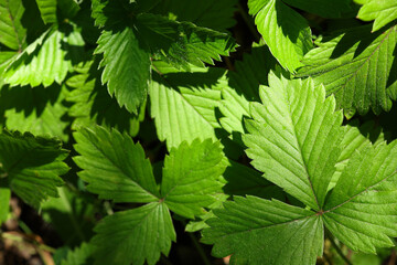 Many wild strawberry leaves as background, closeup