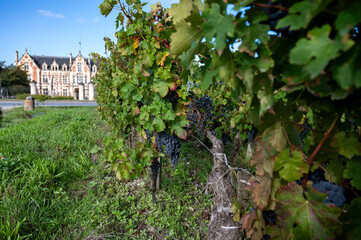 Green vineyards with rows of red Cabernet Sauvignon grape variety of Haut-Medoc vineyards in...
