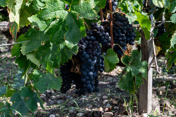 Green vineyards with rows of red Cabernet Sauvignon grape variety of Haut-Medoc vineyards in...