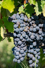 Vineyards in Pauillac village with rows of red Cabernet Sauvignon grape variety of Haut-Medoc...