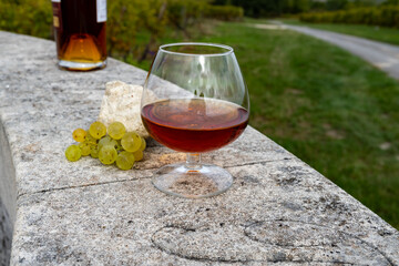 Tasting of Cognac strong alcohol drink in Cognac region, Charente with ripe ready to harvest ugni blanc grape on background uses for spirits distillation, France
