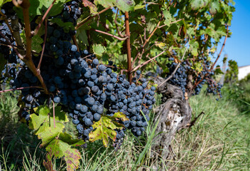Vineyards in Pauillac village with rows of red Cabernet Sauvignon grape variety of Haut-Medoc...