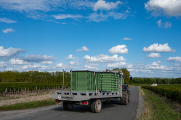 Harvesting works on vineyards with rows of red Cabernet Sauvignon grape variety of Haut-Medoc...